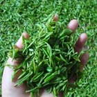 惠明茶
