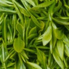 西山茶
