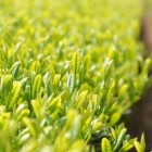 天山绿茶