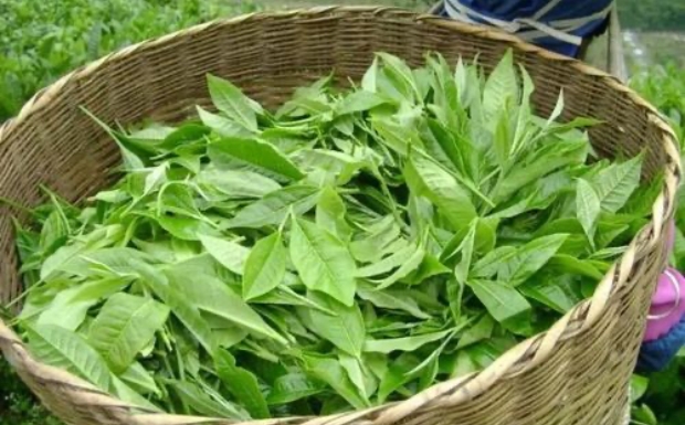 绿春玛玉茶.jpg 绿春玛玉茶.jpg