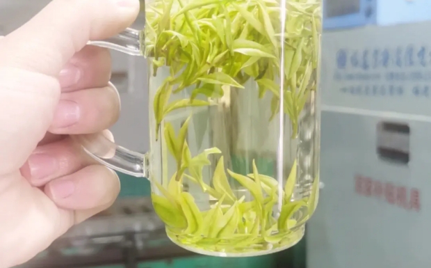 安吉白片.jpg 安吉白片.jpg