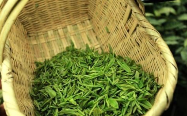 水仙茸勾茶.jpg 水仙茸勾茶.jpg