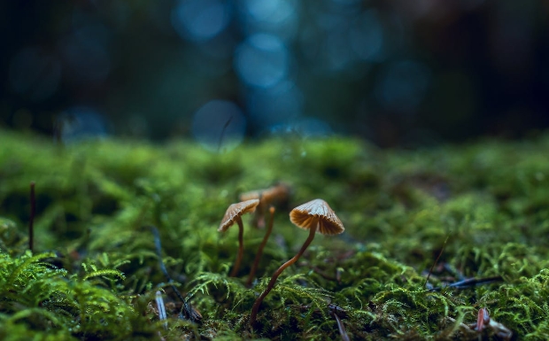 江西狗牯脑茶1.jpg 江西狗牯脑茶1.jpg