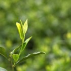 清溪玉芽