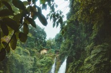 天山绿茶