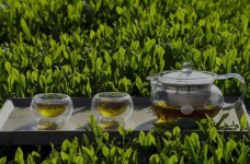桐庐天尊贡芽品种特征