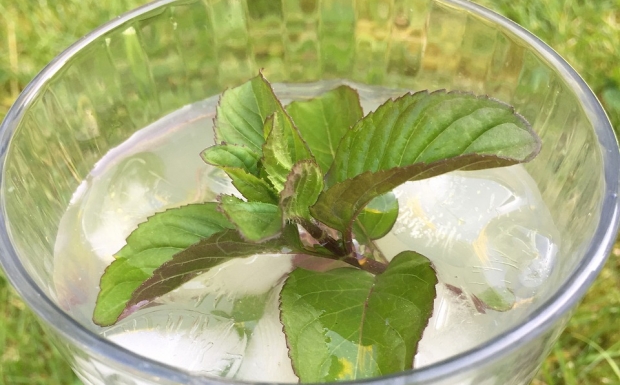 雨花茶8.jpg 雨花茶8.jpg