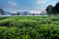 铁罗汉茶价位