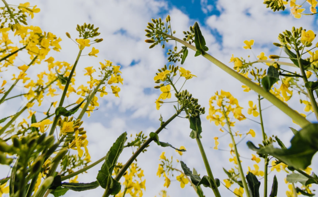 桂花茶怎么泡.png 桂花茶怎么泡.png