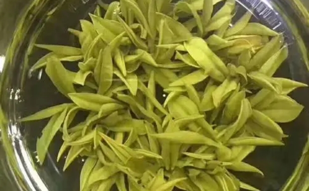 午子仙毫是什么茶.jpg