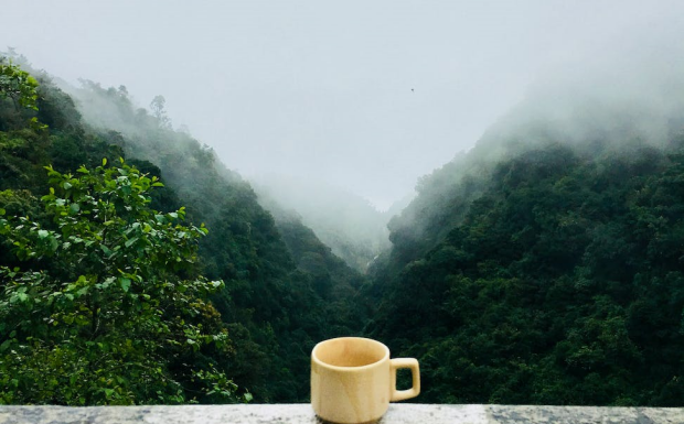 安化黑茶,黑茶.png 安化黑茶,黑茶.png