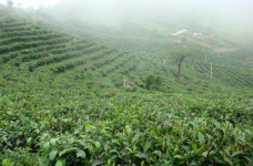 四川南路边茶和西路边茶的区别