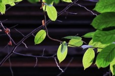 西湖龙井茶怎么样