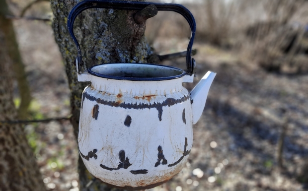 上饶白眉茶的优良育种.jpg 上饶白眉茶的优良育种.jpg