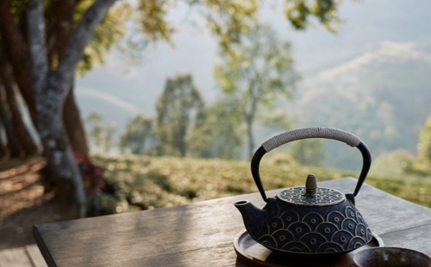 双井绿茶是什么茶.jpg
