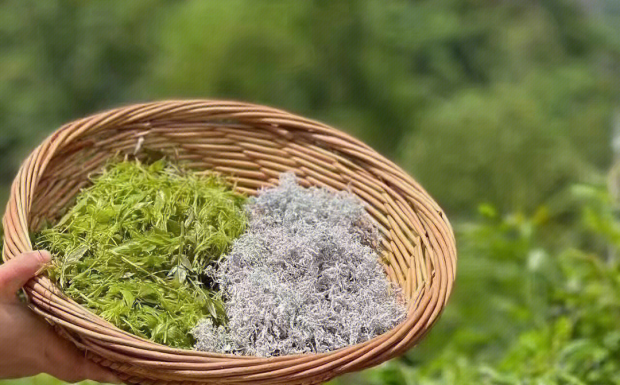 莓茶和藤茶有什么区别.png 莓茶和藤茶有什么区别.png