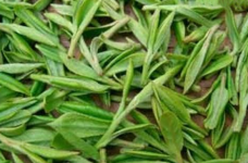 霍山黄大茶和霍山黄芽的区别