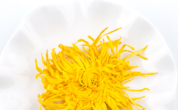 金丝皇菊和胎菊哪个好.png 金丝皇菊和胎菊哪个好.png