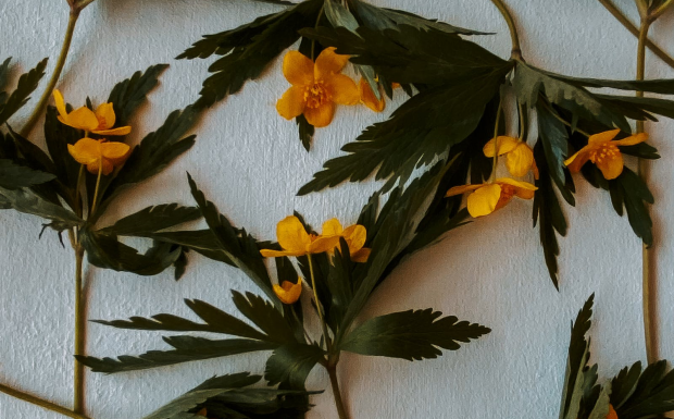 桂花茶能减肥吗.png 桂花茶能减肥吗.png