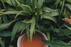 麻姑茶的效用以及功效