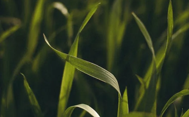 鹿苑毛尖茶的制作工艺.png 鹿苑毛尖茶的制作工艺.png