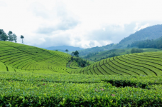 泾阳茯砖茶产地是哪里