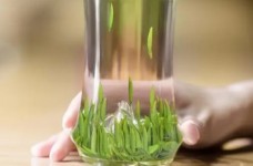 上饶白眉的存储冲泡方法