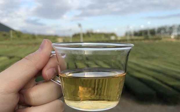 涌溪火青茶价格.jpg 涌溪火青茶价格.jpg