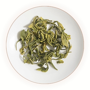 普陀佛茶的叶底.jpg