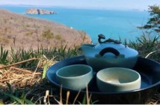 竹叶青茶外形