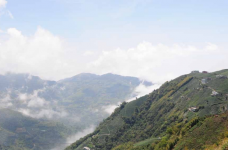 冻顶乌龙茶产地哪里