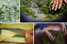霍山黄芽的制作方法过程是什么