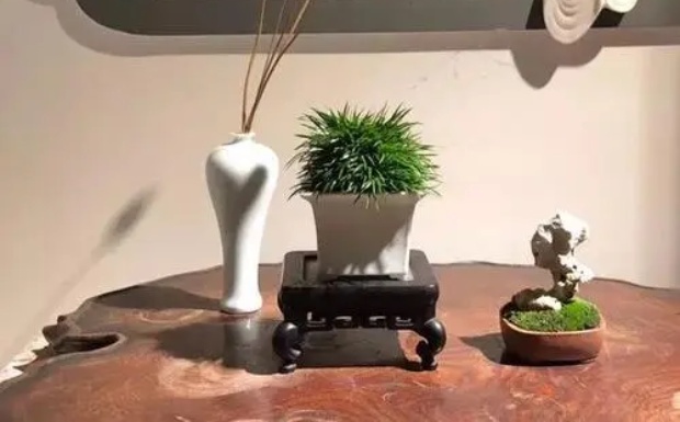 叙府龙芽茶应该怎样烹煮才好喝.jpg