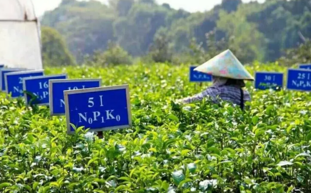 英德红茶的产地是哪里.png 英德红茶的产地是哪里.png