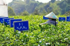 英德红茶的产地是哪里