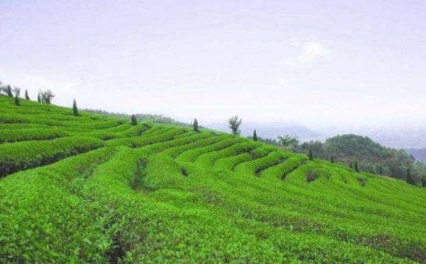 白琳工夫红茶产地.png 白琳工夫红茶产地.png
