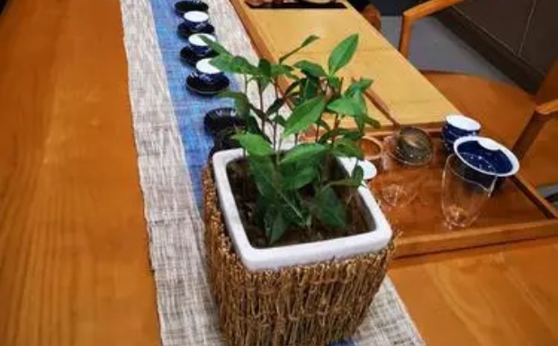 天山绿茶主要品种.jpg 天山绿茶主要品种.jpg