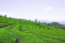 白琳工夫红茶产地在哪里