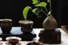 水金龟口感特点