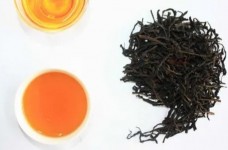 苦丁茶是什么茶