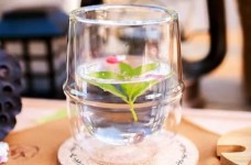 苦丁茶可以降高血糖吗
