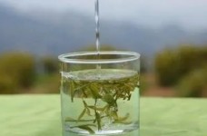 普洱茶属于哪类茶