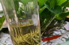 菊花茶哪种菊花最好