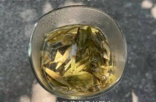 远安黄茶的价格多少