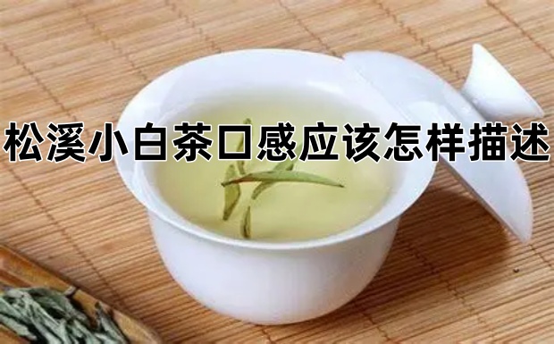 松溪小白茶的口感应该怎样描述.jpg 松溪小白茶的口感应该怎样描述.jpg