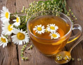 胎菊是洋甘菊吗