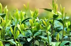 大理大叶茶