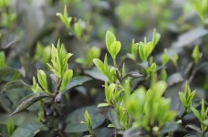 镇宁团叶茶