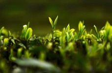石阡苔茶