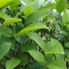 崎种